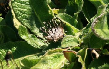 Saussurea | North American Rock Garden Society